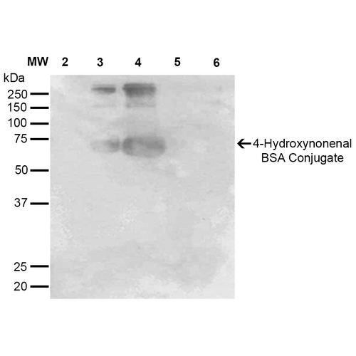 Western Blot analysis of 4-hydroxy-nonenal-BSA Conjugate showing detection of 67 kDa 4-hydroxy-nonenal protein using Mouse Anti-4-hydroxy-nonenal Monoclonal Antibody, Clone 12F7 . Lane 1: Molecular Weight Ladder (MW). Lane 2: BSA (0.5 µg). Lane 3: 4-hydroxyl nonenal-BSA (0.5 µg). Lane 4: 4-hydroxy nonenal-BSA (2.0 µg). Lane 5: 4-hydroxy-2-hexenal (0.5 µg). Lane 6: 4-hydroxy-2-hexenal (2.0 µg). Block: 5% Skim Milk in TBST. Primary Antibody: Mouse Anti-4-hydroxy-nonenal Monoclonal Antibody at 1:1000 for 2 hours at RT. Secondary Antibody: Goat Anti-Mouse IgG: HRP at 1:2000 for 60 min at RT. Color Development: ECL solution for 5 min in RT. Predicted/Observed Size: 67 kDa.