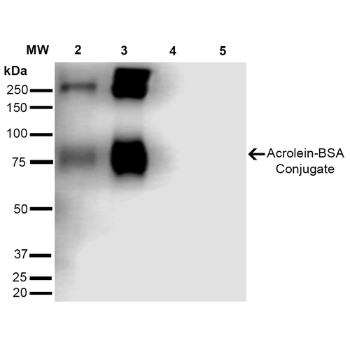Western Blot analysis of Acrolein-BSA Conjugate showing detection of 67 kDa Acrolein protein using Mouse Anti-Acrolein Monoclonal Antibody, Clone 10A10 . Lane 1: Molecular Weight Ladder (MW). Lane 2: AcroleinBSA (0.5 µg). Lane 3: AcroleinBSA (2.0 µg). Lane 4: BSA (0.5 µg). Lane 5: BSA (2.0 µg). Block: 5% Skim Milk in TBST. Primary Antibody: Mouse Anti-Acrolein Monoclonal Antibody at 1:1000 for 2 hours at RT. Secondary Antibody: Goat Anti-Mouse IgG: HRP at 1:2000 for 60 min at RT. Color Development: ECL solution for 5 min in RT. Predicted/Observed Size: 67 kDa.