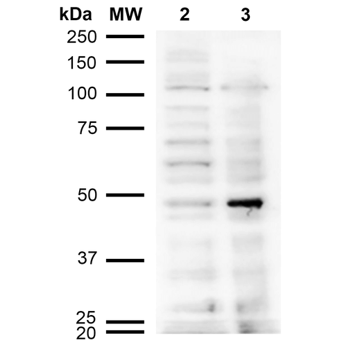 Western Blot analysis of Human Cervical cancer cell line (HeLa) lysate showing detection of Acrolein protein using Mouse Anti-Acrolein Monoclonal Antibody, Clone 10A10 . Lane 1: Molecular Weight Ladder (MW). Lane 2: HeLa cell lysate. Lane 3: H2O2 treated HeLa cell lysate. Load: 12 µg. Block: 5% Skim Milk in TBST. Primary Antibody: Mouse Anti-Acrolein Monoclonal Antibody at 1:1000 for 2 hours at RT. Secondary Antibody: Goat Anti-Mouse IgG: HRP at 1:2000 for 60 min at RT. Color Development: ECL solution for 5 min in RT.
