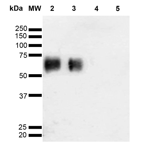 Western Blot analysis of Glycoconjugates showing detection of 67 kDa O-GalNAC protein using Mouse Anti-O-GalNAC Monoclonal Antibody, Clone 9B9 . Lane 1: Molecular Weight Ladder (MW). Lane 2: GlcNAc-BSA. Lane 3: GalNAc-BSA. Lane 4: Galactose-BSA. Lane 5: Glucose-BSA. Load: 2.0 µg. Block: 5% Skim Milk in TBST. Primary Antibody: Mouse Anti-O-GalNAC Monoclonal Antibody at 1:1000 for 2 hours at RT. Secondary Antibody: Goat Anti-Mouse IgG: HRP at 1:2000 for 60 min at RT. Color Development: ECL solution for 5 min in RT. Predicted/Observed Size: 67 kDa.
