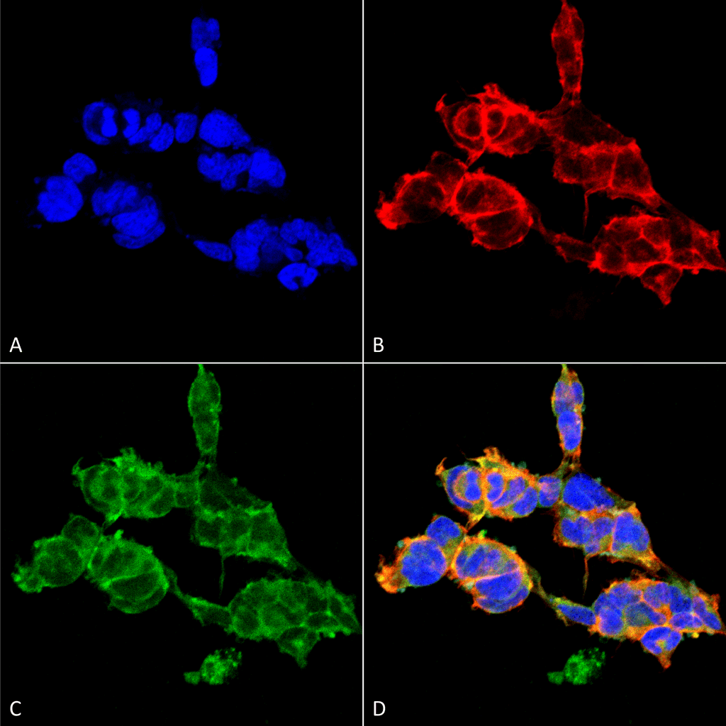 Immunocytochemistry/Immunofluorescence analysis using Mouse Anti-O-GalNAC Monoclonal Antibody, Clone 9B9 . Tissue: Embryonic kidney epithelial cell line (HEK293). Species: Human. Fixation: 5% Formaldehyde for 5 min. Primary Antibody: Mouse Anti-O-GalNAC Monoclonal Antibody at 1:50 for 30-60 min at RT. Secondary Antibody: Goat Anti-Mouse Alexa Fluor 488 at 1:1500 for 30-60 min at RT. Counterstain: Phalloidin Alexa Fluor 633 F-Actin stain; DAPI (blue) nuclear stain at 1:250, 1:50000 for 30-60 min at RT. Magnification: 20X (2X Zoom). (A) DAPI (blue) nuclear stain. (B) Phalloidin Alexa Fluor 633 F-Actin stain. (C) O-GalNAc Antibody (D) Composite. Courtesy of: Dr. Robert Burke, University of Victoria.