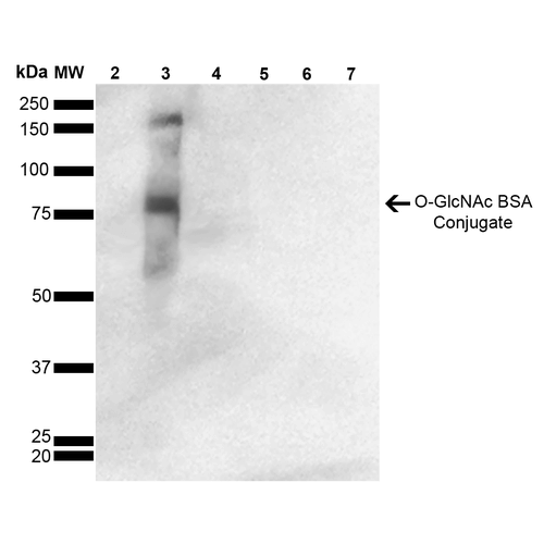 Western Blot analysis of GlcNAc-BSA Conjugate showing detection of 67 kDa O-GlcNAc protein using Mouse Anti-O-GlcNAc Monoclonal Antibody, Clone 9H6 . Lane 1: Molecular Weight Ladder (MW). Lane 2: BSA. Lane 3: GlcNAc-BSA. Lane 4: GalNAc-BSA. Lane 5: Galactose-BSA. Lane 6: Glucose-BSA. Lane 7: Citrulline-BSA. Load: 2.0 µg. Block: 5% Skim Milk in TBST. Primary Antibody: Mouse Anti-O-GlcNAc Monoclonal Antibody at 1:1000 for 2 hours at RT. Secondary Antibody: Goat Anti-Mouse IgG: HRP at 1:2000 for 60 min at RT. Color Development: ECL solution for 5 min in RT. Predicted/Observed Size: 67 kDa.