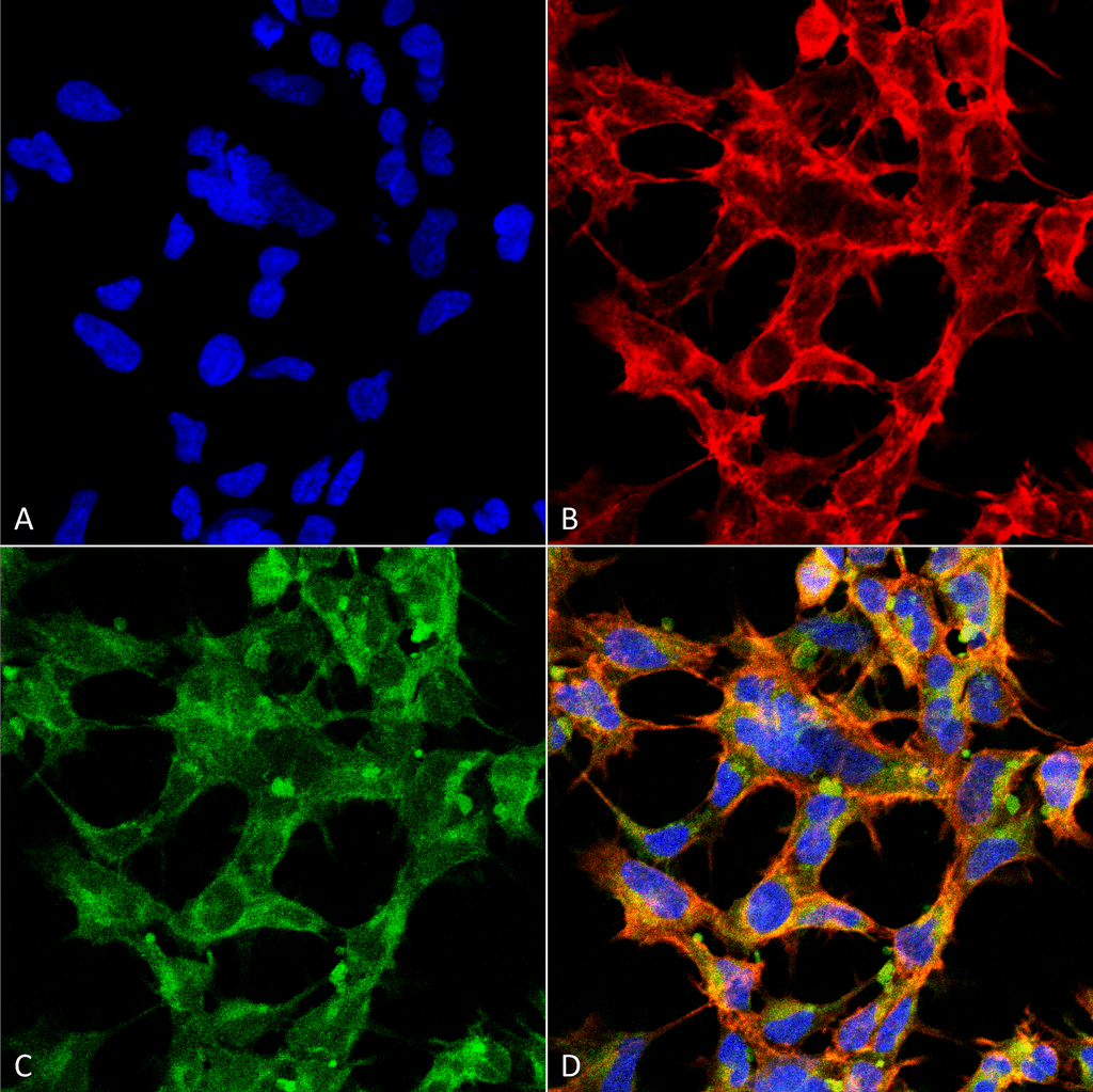 Immunocytochemistry/Immunofluorescence analysis using Mouse Anti-O-GlcNAc Monoclonal Antibody, Clone 9H6 . Tissue: Embryonic kidney epithelial cell line (HEK293). Species: Human. Fixation: 5% Formaldehyde for 5 min. Primary Antibody: Mouse Anti-O-GlcNAc Monoclonal Antibody at 1:50 for 30-60 min at RT. Secondary Antibody: Goat Anti-Mouse Alexa Fluor 488 at 1:1500 for 30-60 min at RT. Counterstain: Phalloidin Alexa Fluor 633 F-Actin stain; DAPI (blue) nuclear stain at 1:250, 1:50000 for 30-60 min at RT. Magnification: 20X (2X Zoom). (A) DAPI (blue) nuclear stain. (B) Phalloidin Alexa Fluor 633 F-Actin stain. (C) O-GlcNAc Antibody (D) Composite. Courtesy of: Dr. Robert Burke, University of Victoria.