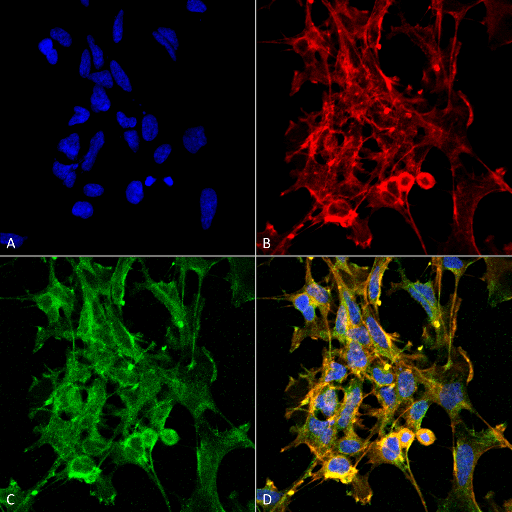 Immunocytochemistry/Immunofluorescence analysis using Mouse Anti-Citrulline Monoclonal Antibody, Clone 6C2.1 . Tissue: Embryonic kidney epithelial cell line (HEK293). Species: Human. Fixation: 5% Formaldehyde for 5 min. Primary Antibody: Mouse Anti-Citrulline Monoclonal Antibody at 1:50 for 30-60 min at RT. Secondary Antibody: Goat Anti-Mouse Alexa Fluor 488 at 1:1500 for 30-60 min at RT. Counterstain: Phalloidin Alexa Fluor 633 F-Actin stain; DAPI (blue) nuclear stain at 1:250, 1:50000 for 30-60 min at RT. Magnification: 20X (2X Zoom). (A) DAPI (blue) nuclear stain. (B) Phalloidin Alexa Fluor 633 F-Actin stain. (C) Citrulline Antibody (D) Composite. Courtesy of: Dr. Robert Burke, University of Victoria.