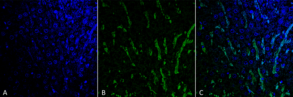 Immunohistochemistry analysis using Mouse Anti-Citrulline Monoclonal Antibody, Clone 6C2.1 . Tissue: Colon tissue. Species: Mouse. Fixation: Formalin fixed, paraffin embedded. Primary Antibody: Mouse Anti-Citrulline Monoclonal Antibody at 1:25 for 1 hour at RT. Secondary Antibody: Goat Anti-Mouse IgG: Alexa Fluor 488. Counterstain: DAPI (blue) nuclear stain. Magnification: 63X. (A) DAPI (blue) nuclear stain. (B) Phalloidin Alexa Fluor 633 F-Actin stain. (C) O-GlcNAc Antibody (D) Composite.