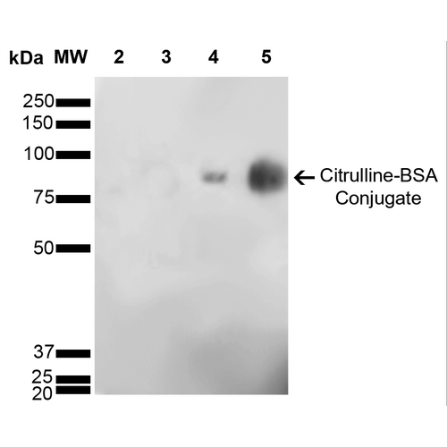 Western Blot analysis of Citrulline-BSA Conjugate showing detection of 67 kDa Citrulline protein using Mouse Anti-Citrulline Monoclonal Antibody, Clone 6C2.1 . Lane 1: Molecular Weight Ladder (MW). Lane 2: BSA (0.5 µg). Lane 3: BSA (2.0 µg). Lane 4: Citrulline-BSA (0.5 µg). Lane 5: Citrulline-BSA (2.0 µg). Block: 5% Skim Milk in TBST. Primary Antibody: Mouse Anti-Citrulline Monoclonal Antibody at 1:1000 for 2 hours at RT. Secondary Antibody: Goat Anti-Mouse IgG: HRP at 1:2000 for 60 min at RT. Color Development: ECL solution for 5 min in RT. Predicted/Observed Size: 67 kDa.