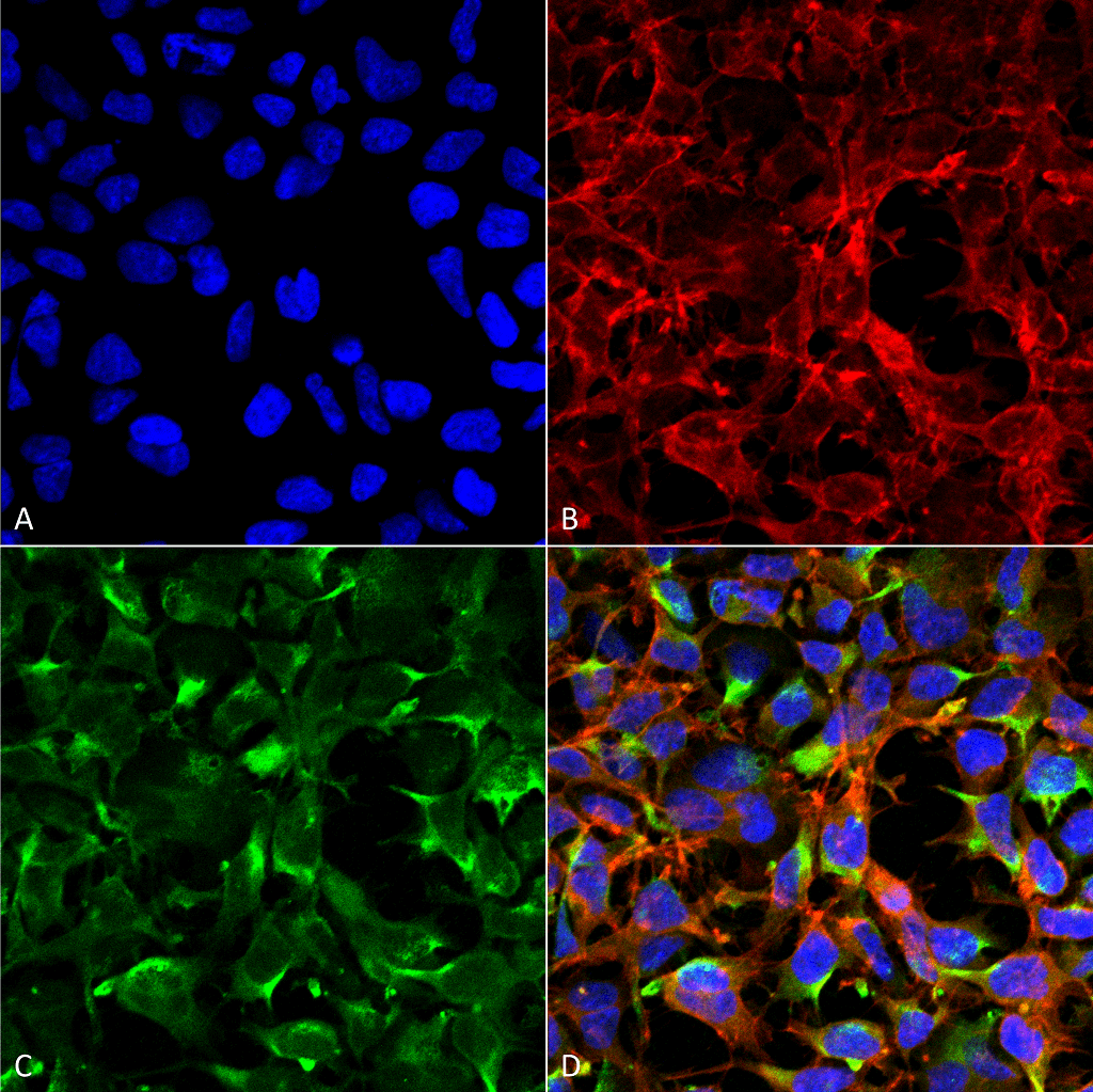 Immunocytochemistry/Immunofluorescence analysis using Mouse Anti-Dityrosine Monoclonal Antibody, Clone 7D4 . Tissue: Embryonic kidney cells (HEK293) cultured overnight with 50 µM H2O2. Species: Human. Fixation: 5% Formaldehyde for 5 min. Primary Antibody: Mouse Anti-Dityrosine Monoclonal Antibody at 1:50 for 30-60 min at RT. Secondary Antibody: Goat Anti-Mouse Alexa Fluor 488 at 1:1500 for 30-60 min at RT. Counterstain: Phalloidin Alexa Fluor 633 F-Actin stain; DAPI (blue) nuclear stain at 1:250, 1:50000 for 30-60 min at RT. Localization: Cytoplasmic. Magnification: 20X (2X Zoom). (A) DAPI (blue) nuclear stain. (B) Phalloidin Alexa Fluor 633 F-Actin stain. (C) Dityrosine Antibody. (D) Composite. Courtesy of: Dr. Robert Burke, University of Victoria.