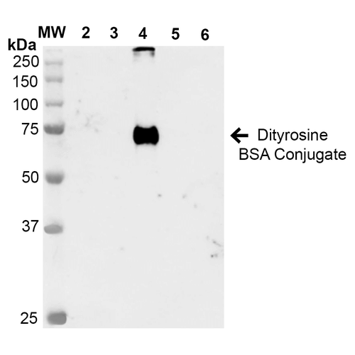 Western Blot analysis of Dityrosine-BSA Conjugate showing detection of 67 kDa Dityrosine protein using Mouse Anti-Dityrosine Monoclonal Antibody, Clone 7D4 . Lane 1: Molecular Weight Ladder (MW). Lane 2: BSA. Lane 3: 3,5-Dibromotyrosine-BSA. Lane 4: Dityrosine-BSA. Lane 5: Bromotyrosine-BSA. Lane 6: 7-ketocholesterol-BSA. Load: 1 µg. Block: 5% Skim Milk in TBST. Primary Antibody: Mouse Anti-Dityrosine Monoclonal Antibody at 1:1000 for 2 hours at RT. Secondary Antibody: Goat Anti-Mouse IgG: HRP at 1:2000 for 60 min at RT. Color Development: ECL solution for 5 min in RT. Predicted/Observed Size: 67 kDa.