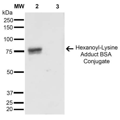 Western Blot analysis of Hexanoyl Lysine-BSA Conjugate showing detection of 67 kDa Hexanoyl-Lysine adduct protein using Mouse Anti-Hexanoyl-Lysine adduct Monoclonal Antibody, Clone 5D9 . Lane 1: Molecular Weight Ladder (MW). Lane 2: Hexanoyl Lysine-BSA. Lane 3: BSA. Load: 0.5 µg. Block: 5% Skim Milk in TBST. Primary Antibody: Mouse Anti-Hexanoyl-Lysine adduct Monoclonal Antibody at 1:1000 for 2 hours at RT. Secondary Antibody: Goat Anti-Mouse IgG: HRP at 1:2000 for 60 min at RT. Color Development: ECL solution for 5 min in RT. Predicted/Observed Size: 67 kDa.