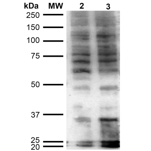 Western Blot analysis of Human Cervical cancer cell line (HeLa) lysate showing detection of Hexanoyl-Lysine adduct protein using Mouse Anti-Hexanoyl-Lysine adduct Monoclonal Antibody, Clone 5D9 . Lane 1: Molecular Weight Ladder (MW). Lane 2: HeLa cell lysate. Lane 3: H2O2 treated HeLa cell lysate. Load: 12 µg. Block: 5% Skim Milk in TBST. Primary Antibody: Mouse Anti-Hexanoyl-Lysine adduct Monoclonal Antibody at 1:1000 for 2 hours at RT. Secondary Antibody: Goat Anti-Mouse IgG: HRP at 1:2000 for 60 min at RT. Color Development: ECL solution for 5 min in RT.