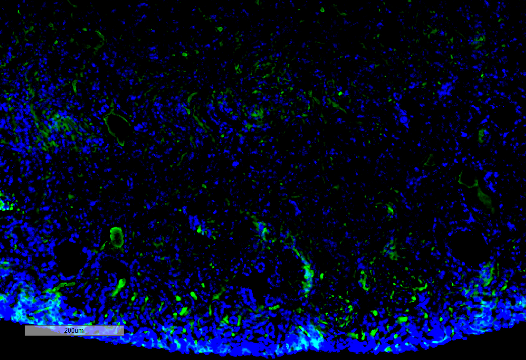 Immunohistochemistry analysis using Mouse Anti-Malondialdehyde Monoclonal Antibody, Clone 11E3 . Tissue: Kidney. Species: Mouse. Primary Antibody: Mouse Anti-Malondialdehyde Monoclonal Antibody at 1:100 for Overnight at 4C, then 30 min at 37C. Secondary Antibody: Goat Anti-Mouse IgG (H+L): FITC for 45 min at 37C. Counterstain: DAPI for 3 min at RT. Magnification: 10X.