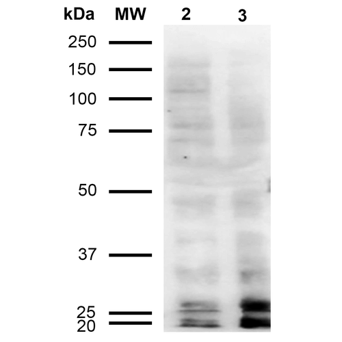 Western Blot analysis of Human Cervical cancer cell line (HeLa) lysate showing detection of Malondialdehyde protein using Mouse Anti-Malondialdehyde Monoclonal Antibody, Clone 11E3 . Lane 1: Molecular Weight Ladder (MW). Lane 2: HeLa cell lysate. Lane 3: H2O2 treated HeLa cell lysate. Load: 12 µg. Block: 5% Skim Milk in TBST. Primary Antibody: Mouse Anti-Malondialdehyde Monoclonal Antibody at 1:1000 for 2 hours at RT. Secondary Antibody: Goat Anti-Mouse IgG: HRP at 1:2000 for 60 min at RT. Color Development: ECL solution for 5 min in RT.