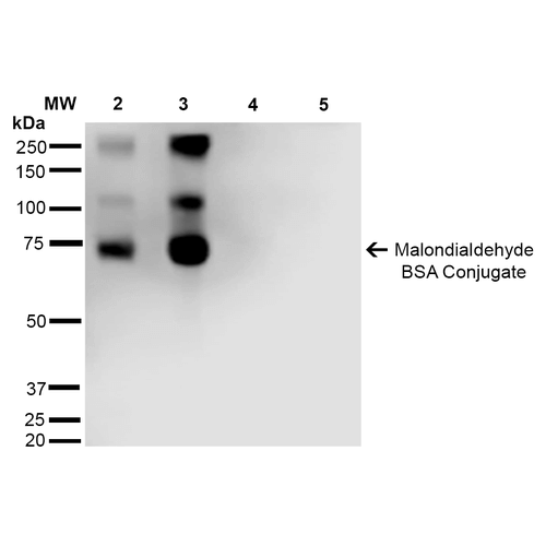 Western Blot analysis of Malondialdehyde-BSA Conjugate showing detection of 67 kDa Malondialdehyde protein using Mouse Anti-Malondialdehyde Monoclonal Antibody, Clone 11E3 . Lane 1: Molecular Weight Ladder (MW). Lane 2: Malondialdehyde-BSA (0.5 µg). Lane 3: Malondialdehyde-BSA (2.0 µg). Lane 4: BSA (0.5 µg). Lane 5: BSA (2.0 µg) . Block: 5% Skim Milk in TBST. Primary Antibody: Mouse Anti-Malondialdehyde Monoclonal Antibody at 1:1000 for 2 hours at RT. Secondary Antibody: Goat Anti-Mouse IgG: HRP at 1:2000 for 60 min at RT. Color Development: ECL solution for 5 min in RT. Predicted/Observed Size: 67 kDa.