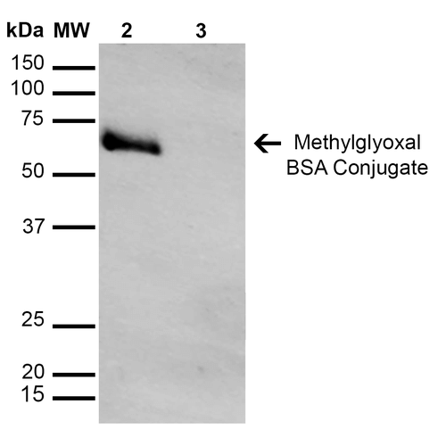 Western Blot analysis of Methylglyoxal-BSA Conjugate showing detection of 67 kDa Methylglyoxal protein using Mouse Anti-Methylglyoxal Monoclonal Antibody, Clone 9F11 . Lane 1: Molecular Weight Ladder (MW). Lane 2: Methylglyoxal-BSA. Lane 3: BSA. Load: 0.5 µg. Block: 5% Skim Milk in TBST. Primary Antibody: Mouse Anti-Methylglyoxal Monoclonal Antibody at 1:1000 for 2 hours at RT. Secondary Antibody: Goat Anti-Mouse IgG: HRP at 1:1000 for 60 min at RT. Color Development: ECL solution for 5 min in RT. Predicted/Observed Size: 67 kDa.