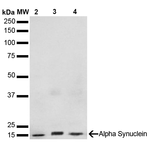 Western Blot analysis of Human, Mouse, Rat Brain showing detection of 14 kDa Alpha Synuclein protein using Mouse Anti-Alpha Synuclein Monoclonal Antibody, Clone 3F8 . Lane 1: Molecular Weight Ladder (MW). Lane 2: Mouse Brain cell lysate. Lane 3: Rat brain cell lysate. Lane 4: Human brain cell lysate. Load: 15 µg. Block: 5% Skim Milk in 1X TBST. Primary Antibody: Mouse Anti-Alpha Synuclein Monoclonal Antibody at 1:1000 for 2 hours at RT. Secondary Antibody: Goat Anti-Mouse HRP:IgG at 1:3000 for 1 hour at RT. Color Development: ECL solution (Super Signal West Pico) for 5 min in RT. Predicted/Observed Size: 14 kDa.