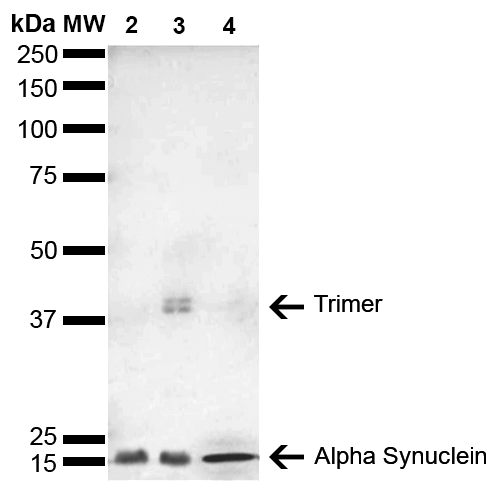 Western Blot analysis of Human, Mouse, Rat Brain showing detection of 14 kDa Alpha Synuclein protein using Mouse Anti-Alpha Synuclein Monoclonal Antibody, Clone 4F1 . Lane 1: Molecular Weight Ladder (MW). Lane 2: Mouse Brain cell lysate. Lane 3: Rat brain cell lysate. Lane 4: Human brain cell lysate. Load: 15 µg. Block: 5% Skim Milk in 1X TBST. Primary Antibody: Mouse Anti-Alpha Synuclein Monoclonal Antibody at 1:1000 for 2 hours at RT. Secondary Antibody: Goat Anti-Mouse HRP:IgG at 1:3000 for 1 hour at RT. Color Development: ECL solution (Super Signal West Pico) for 5 min in RT. Predicted/Observed Size: 14 kDa. Other Band(s): ~40 kDa (trimer).