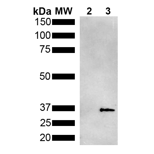 Western Blot analysis of Pseudomonas aeruginosa Metallothionein (PmtA) GST tagged showing detection of 36 kDa Metallothionein protein using Mouse Anti-Metallothionein Monoclonal Antibody, Clone 2B5 . Lane 1: Molecular Weight Ladder (MW). Lane 2: GST. Lane 3: Purified Pseudomonas aeruginosa Metallothionein (PmtA) GST tagged. Load: 1 µg. Block: 5% Skim Milk powder in TBST. Primary Antibody: Mouse Anti-Metallothionein Monoclonal Antibody at 1:1000 for 2 hours at RT. Secondary Antibody: Goat Anti-Mouse IgG:HRP at 1:5000 for 1 hour at RT. Color Development: ECL solution for 5 min in RT. Predicted/Observed Size: 36 kDa.