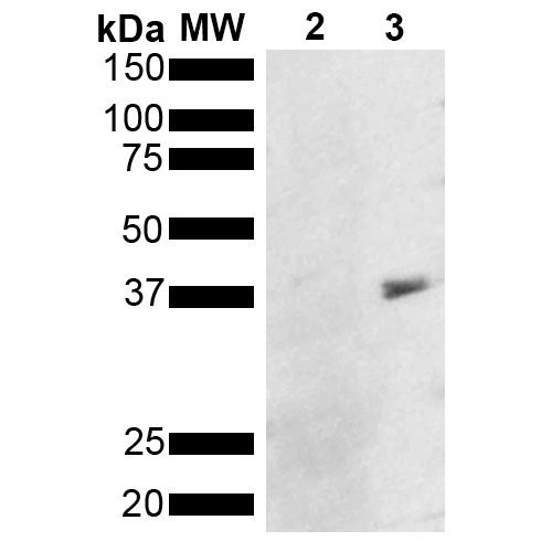Western Blot analysis of Pseudomonas aeruginosa Metallothionein (PmtA) GST tagged showing detection of 36 kDa Metallothionein protein using Mouse Anti-Metallothionein Monoclonal Antibody, Clone 8D8 . Lane 1: Molecular Weight Ladder (MW). Lane 2: GST. Lane 3: Purified Pseudomonas aeruginosa Metallothionein (PmtA) GST tagged. Load: 1 µg. Block: 5% Skim Milk powder in TBST. Primary Antibody: Mouse Anti-Metallothionein Monoclonal Antibody at 1:1000 for 2 hours at RT. Secondary Antibody: Goat Anti-Mouse IgG:HRP at 1:5000 for 1 hour at RT. Color Development: ECL solution for 5 min in RT. Predicted/Observed Size: 36 kDa.