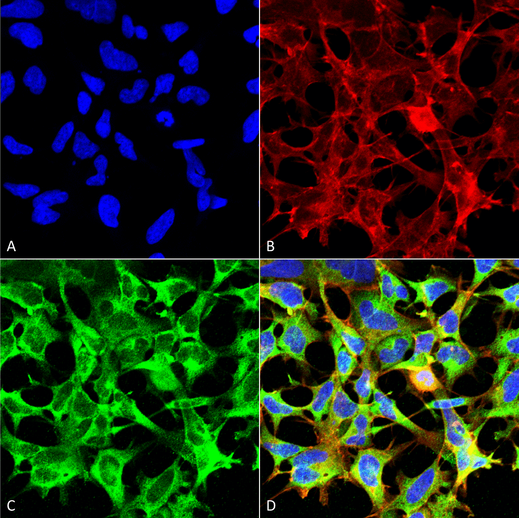 Immunocytochemistry/Immunofluorescence analysis using Mouse Anti-Sulfotyrosine Monoclonal Antibody, Clone 7C5 . Tissue: Embryonic kidney epithelial cell line (HEK293). Species: Human. Fixation: 5% Formaldehyde for 5 min. Primary Antibody: Mouse Anti-Sulfotyrosine Monoclonal Antibody at 1:50 for 30-60 min at RT. Secondary Antibody: Goat Anti-Mouse Alexa Fluor 488 at 1:1500 for 30-60 min at RT. Counterstain: Phalloidin Alexa Fluor 633 F-Actin stain; DAPI (blue) nuclear stain at 1:250, 1:50000 for 30-60 min at RT. Localization: Cytoplasmic. Magnification: 20X (2X Zoom). (A) DAPI (blue) nuclear stain. (B) Phalloidin Alexa Fluor 633 F-Actin stain. (C) Sulfotyrosine Antibody. (D) Composite. Courtesy of: Dr. Robert Burke, University of Victoria.