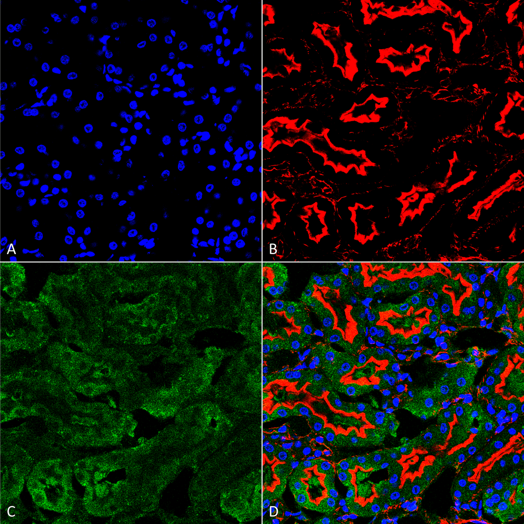 Immunohistochemistry analysis using Mouse Anti-Sulfotyrosine Monoclonal Antibody, Clone 7C5 . Tissue: kidney. Species: Human. Fixation: Formalin fixed, paraffin embedded. Primary Antibody: Mouse Anti-Sulfotyrosine Monoclonal Antibody at 1:25 for 1 hour at RT. Secondary Antibody: Goat Anti-Mouse IgG: Alexa Fluor 488. Counterstain: Actin-binding Phalloidin-Alexa Fluor 633; DAPI (blue) nuclear stain. Magnification: 63X. (A) DAPI (blue) nuclear stain. (B) Phalloidin Alexa Fluor 633 F-Actin stain. (C) Sulfotyrosine Antibody (D) Composite.
