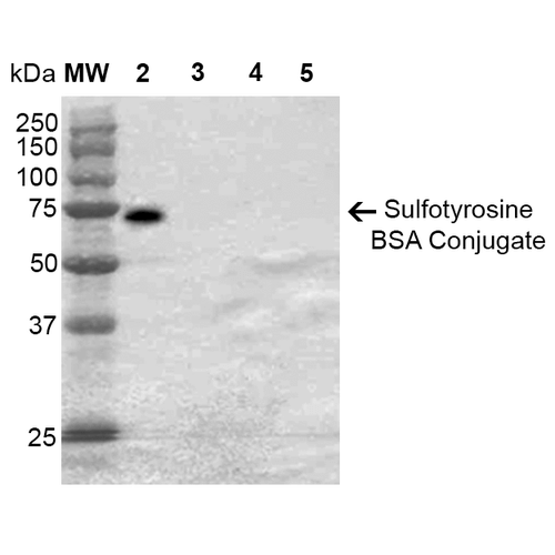 Western Blot analysis of Sulfotyrosine-BSA Conjugate showing detection of 67 kDa Sulfotyrosine protein using Mouse Anti-Sulfotyrosine Monoclonal Antibody, Clone 7C5 . Lane 1: Molecular Weight Ladder (MW). Lane 2: Sulfotyrosine-BSA. Lane 3: Tyrosine-BSA. Lane 4: Phosphotyrosine-BSA. Lane 5: BSA. Load: 2 µg. Block: 5% Skim Milk in TBST. Primary Antibody: Mouse Anti-Sulfotyrosine Monoclonal Antibody at 1:1000 for 2 hours at RT. Secondary Antibody: Goat Anti-Mouse IgG: HRP at 1:2000 for 60 min at RT. Color Development: ECL solution for 5 min in RT. Predicted/Observed Size: 67 kDa.