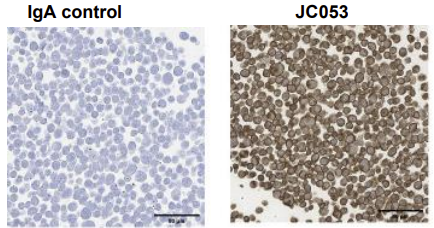 Immunohistochemistry CHO-PD1 cells fixed with 10% neutral buffered formalin, prepared in Histogel and embedded in paraffin, antigen retrieval in citrate buffer at pH 6. Cells stained with IgA isotype control or with JC053.