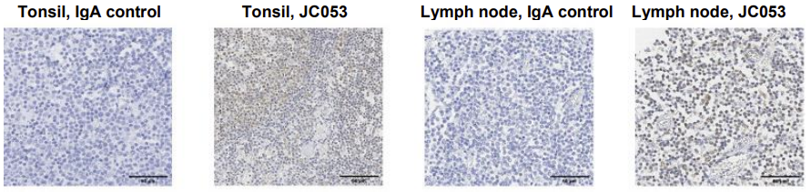 Immunohistochemistry Formalin-fixed, paraffin-embedded canine tonsil and lymph node stained with IgA isotype control or with JC053.
