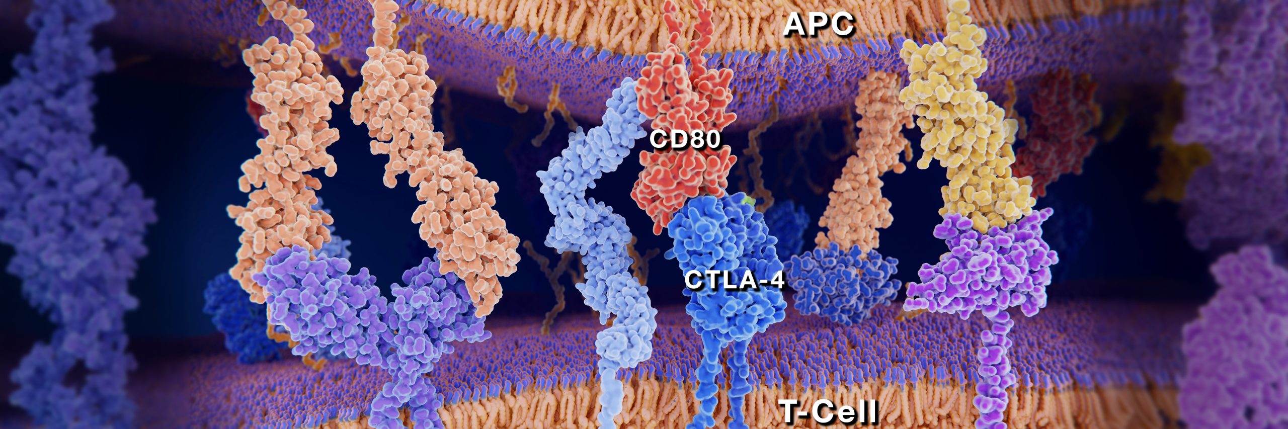 CTLA-4_Antibody banner Choose the best CTLA-4 Antibody for your research