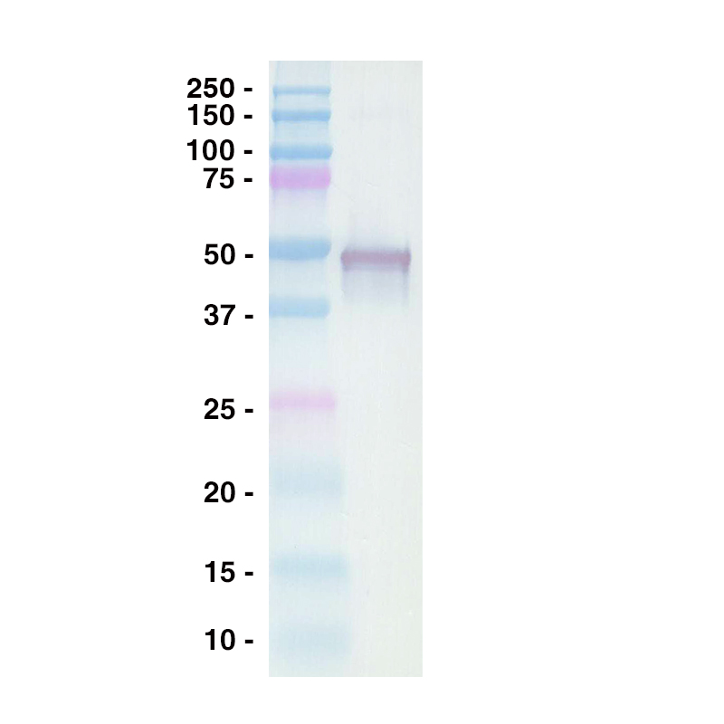 Western Blot Data for Anti-Human CD4 Clone SK3 and Goat Anti-Mouse IgG Leinco Product No. M114