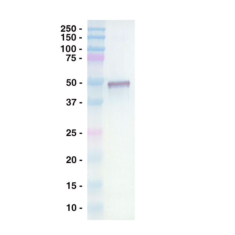 Western Blot Data for Anti-Human CD4 Clone TNX-355 diluted with HRP conjugate of Goat Anti-Human IgG Leinco Product No. H215