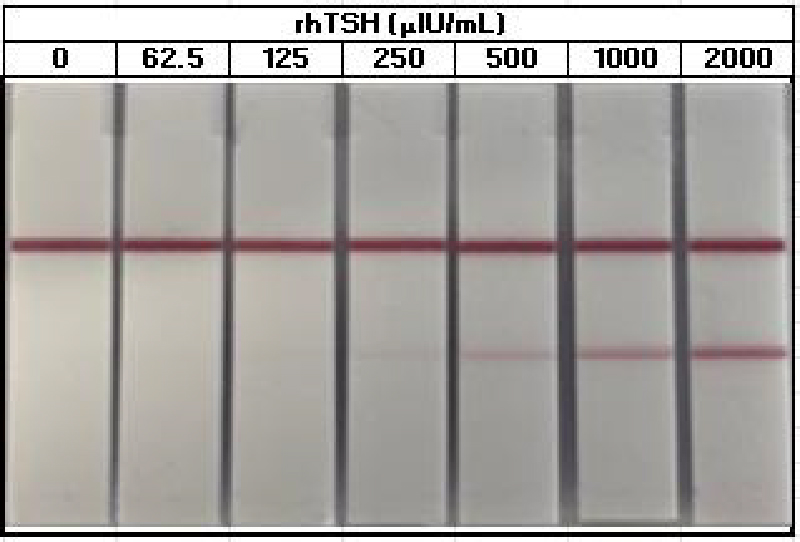 A series of seven lateral flow assay (LFA) strips showing the detection of recombinant TSH (rhTSH) for T114 and T102. From left to right, the rhTSH concentration increases. The test line is not visible on the first three strips and becomes progressively darker on the remaining strips, while the control line remains consistently strong across all concentrations.
