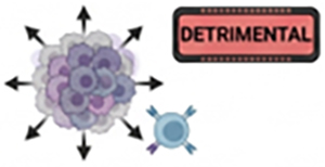 2.43 - Tumor Models [DETRIMENTAL]- Ablate ICI efficacy and tumor rejection. CD8 = effector necessity.
