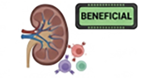 2.43 - transplant rejection [BENEFICIAL] - Effective in MHC-I mismatched models; combine with CD4 for tolerance.