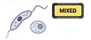 GK1.8 [MIXED] - Infection Parasite - Variable: BALB/c Leishmania CURED (Th2 removal). Toxoplasma worsened.
