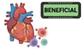 GK1.8 [BENEFICIAL] - transplant rejection - Prolonged allograft survival; Tolerance protocols.