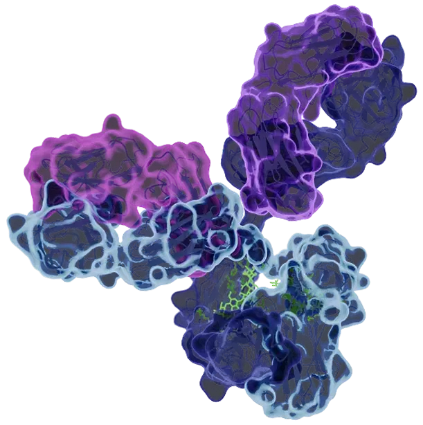 img-antibody