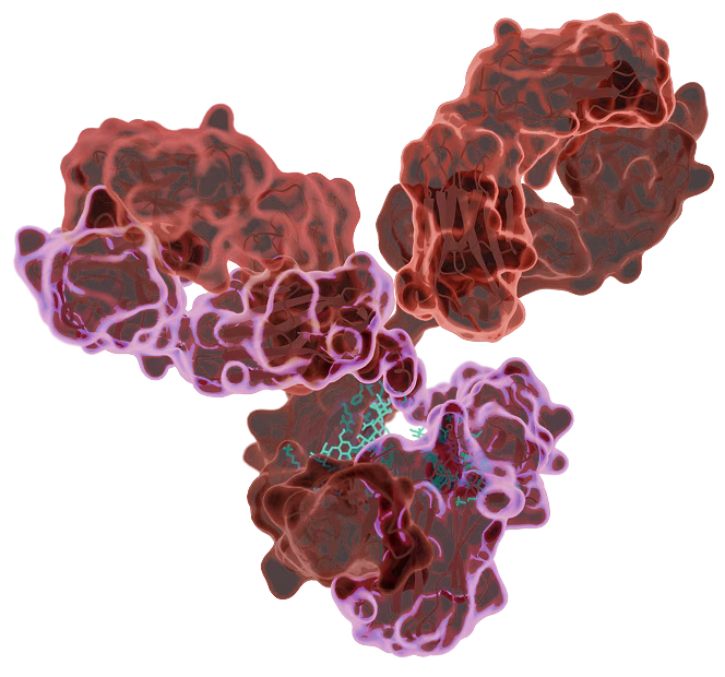 img-antibody-red-pink
